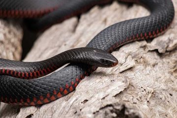 APOSTOLOS_KYRIAKHS - red-bellied-black-snake-6749361_1920.jpg