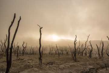 PNEVMATIKH_ZWH - dead-trees.jpg