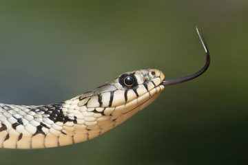 KykloiSotiros - grass-snake-60546_1280.jpg