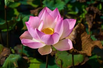 images_for_kykloi - lotus-gd9d3718f6_640.jpg