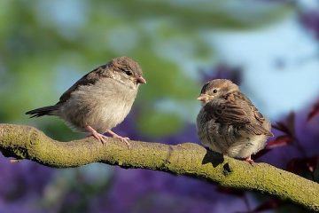 images_for_kykloi - sparrows-gdd0b03e06_640.jpg