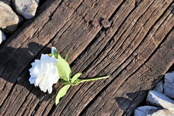 images_for_kykloi - tiny-white-rose-on-railway-gbb3cc788e_640.jpg