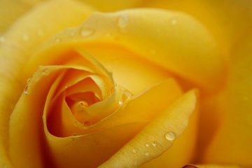 images_for_kykloi - yellow-rose-g22348a4c9_640.jpg